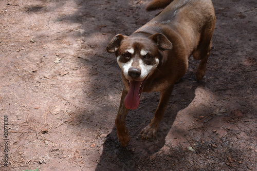 Dogs