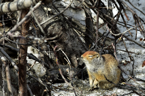 Sleepy Arctic Ground Squirrel (Spermophilus parryii)  photo