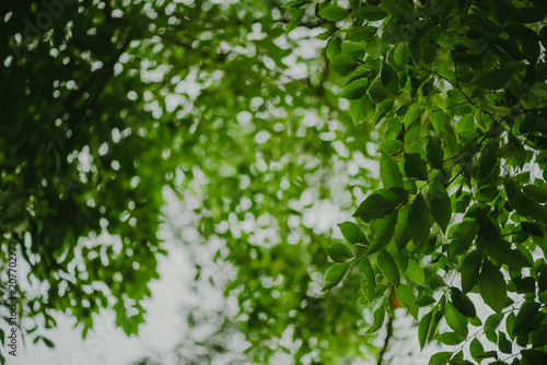 abstract, Green leaf pattern nature dark green background.