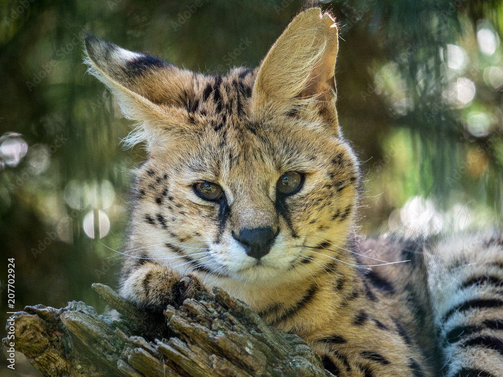 Fototapeta premium Serval