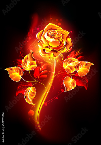 Fire rose