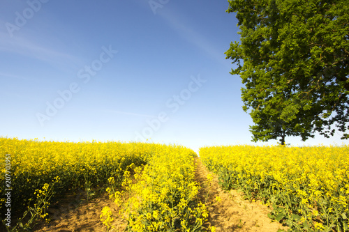 Beautiful yellow field of blooming rapeseed , blue sky and tree