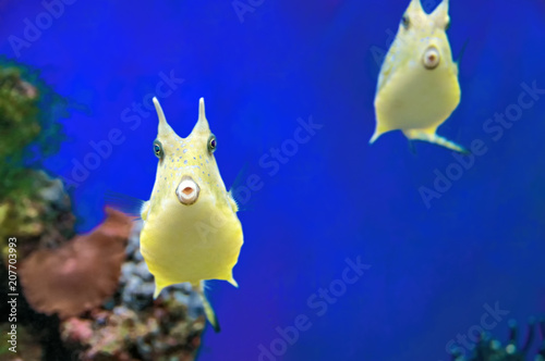 Photography Cute Longhorn Cowfish ridiculous exotic coral fish