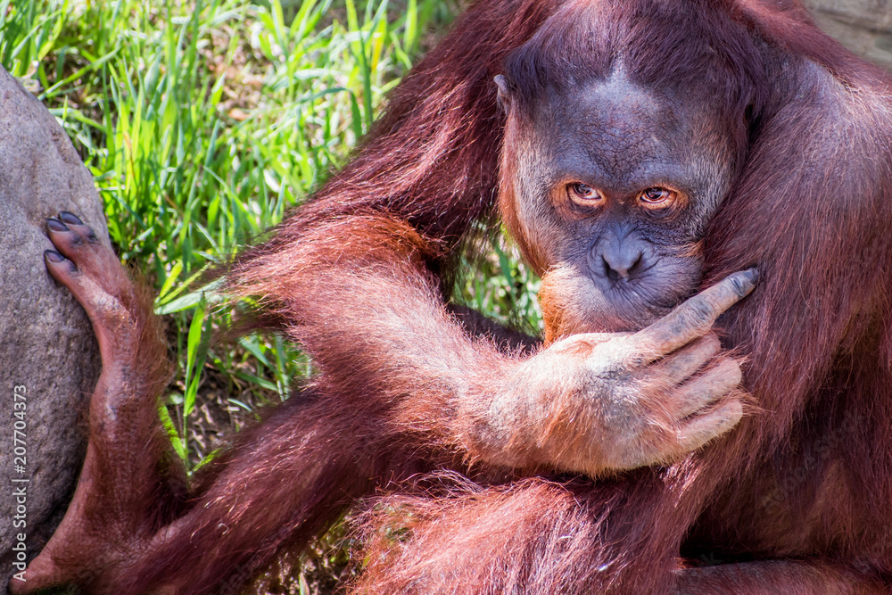 Fototapeta premium Close portrait of Sumatran orangutan