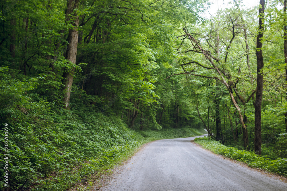 Fototapeta premium Beautiful forest with a road