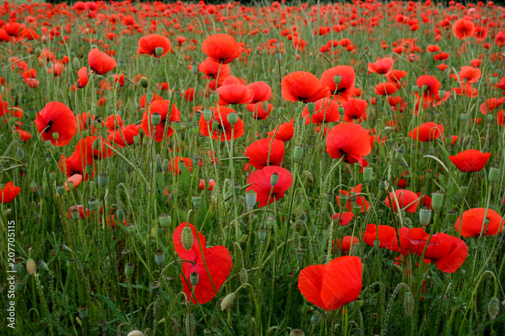 Fototapeta premium Mohnblüten Feld - Klatschmohn