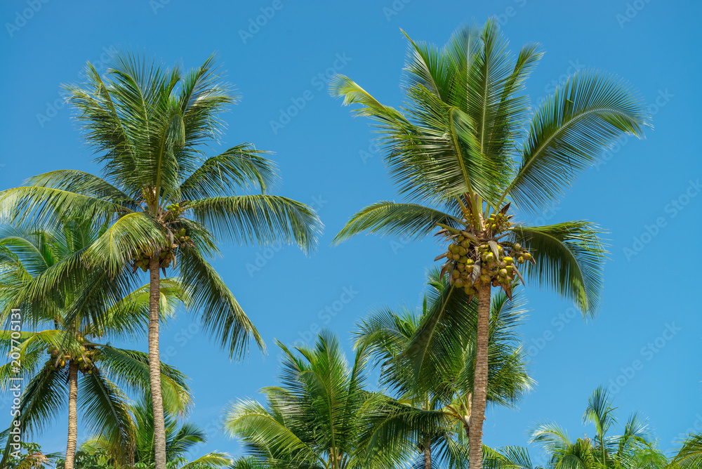 Abstract shot of  natural coconut palm trees