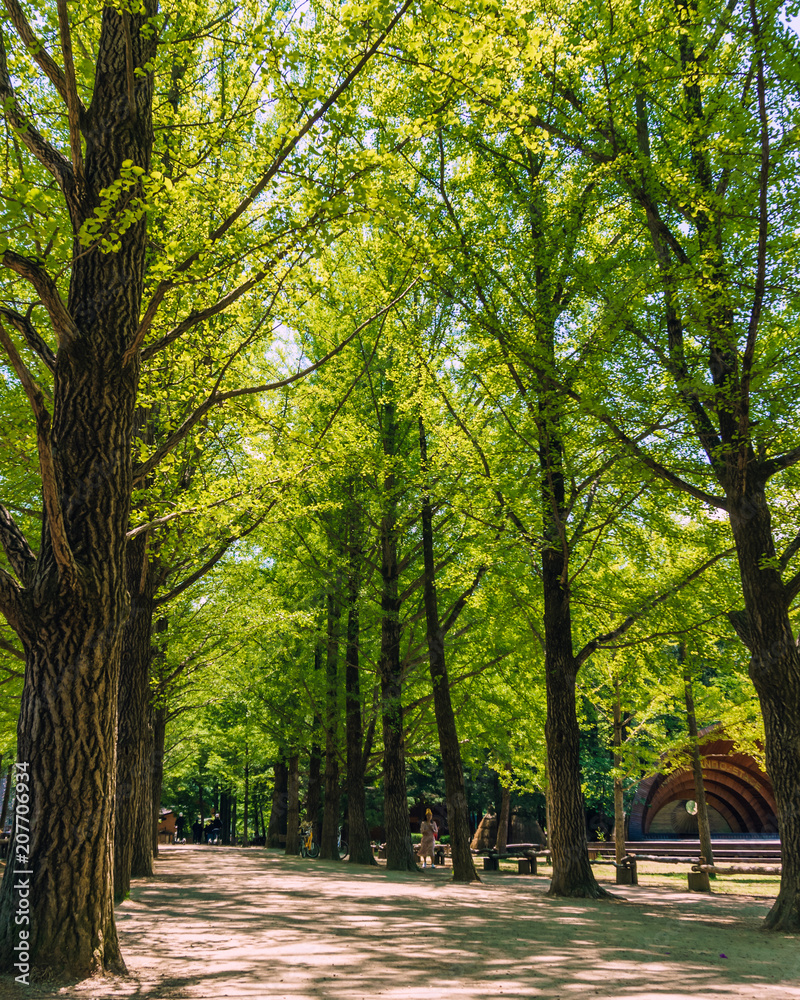Gingko Tree Line Gingko Tree Line