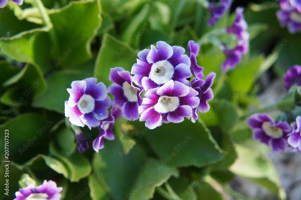 Fototapeta premium Primula pubescens primrose purple flowers