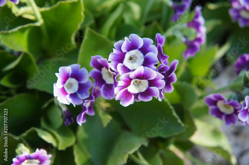 Wallpaper Mural Primula pubescens primrose purple flowers Torontodigital.ca