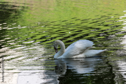 Swan