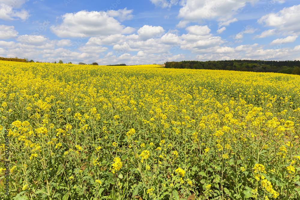 Field of blooming canola, rapeseed yellow flowers