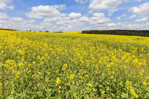 Field of blooming canola, rapeseed yellow flowers © mychadre77