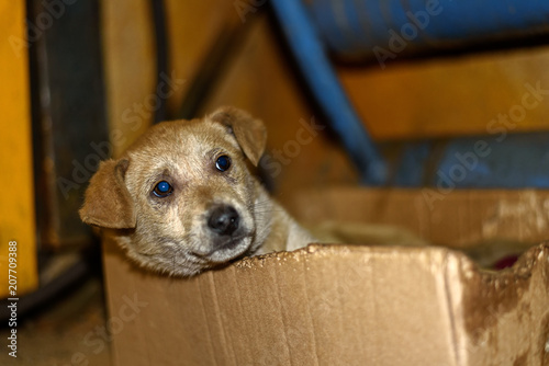 stray dog in a paper box