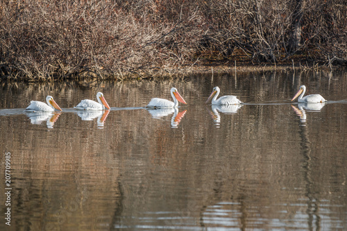 Line of Pelicans and Reflections