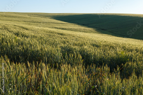 Green wheat field in spring