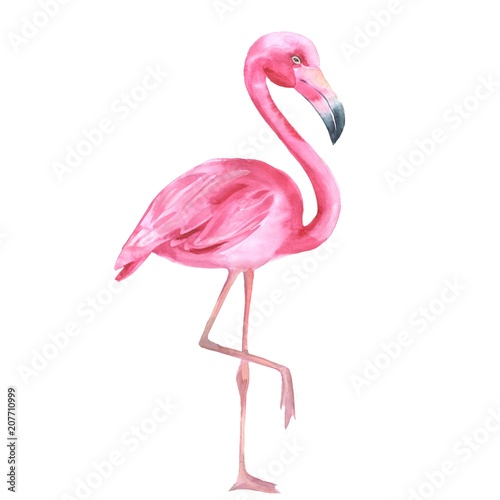 Tropical bird. Pink flamingo 2. Watercolor illustration  isolated on white