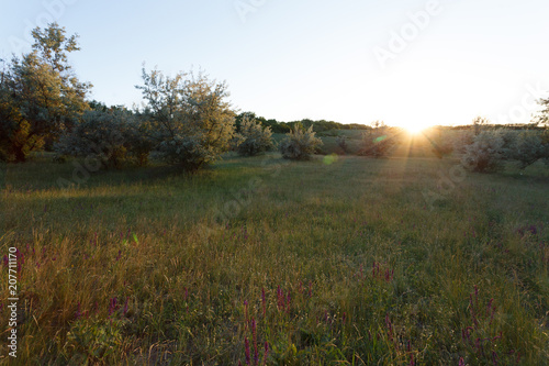 Sunset landscape in the meadow