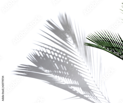 Palm coconut leaves and shadows on a white background.