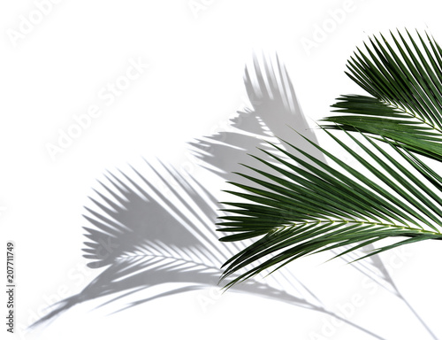 Palm coconut leaves and shadows on a white background.