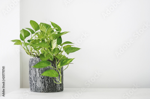 Golden pothos or Epipremnum aureum on white table in the living room home and garden photo
