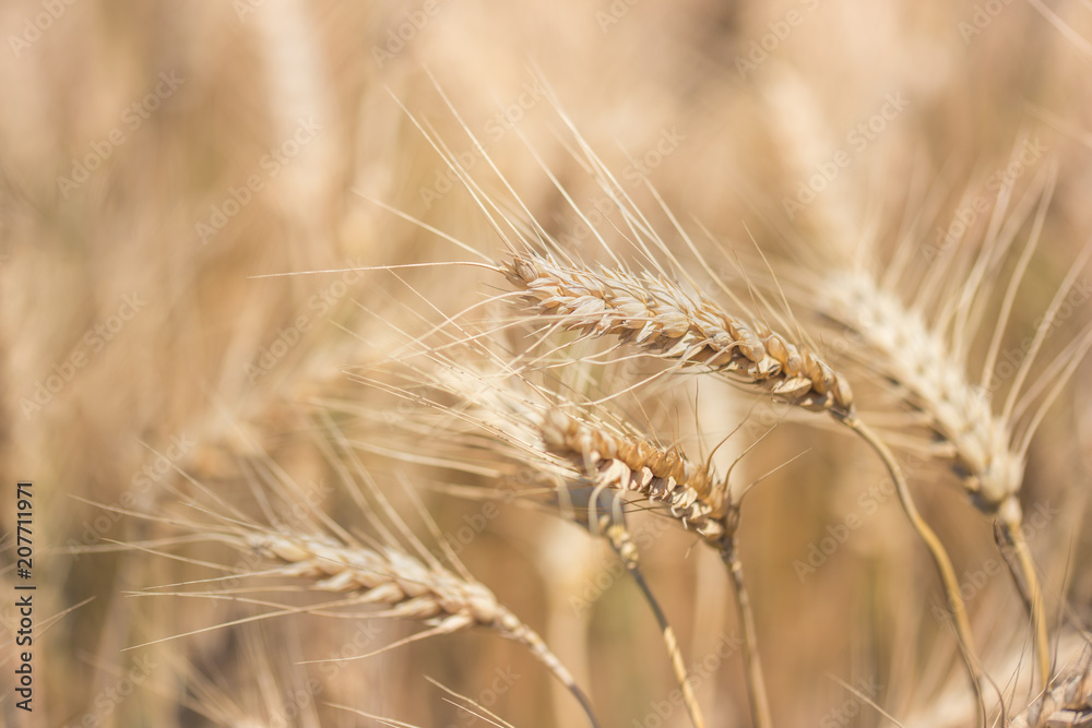 Wheat field. Ears of golden wheat close up. Ready to harvest. Wheat field. Ears of golden wheat close up. Ready to harvest.