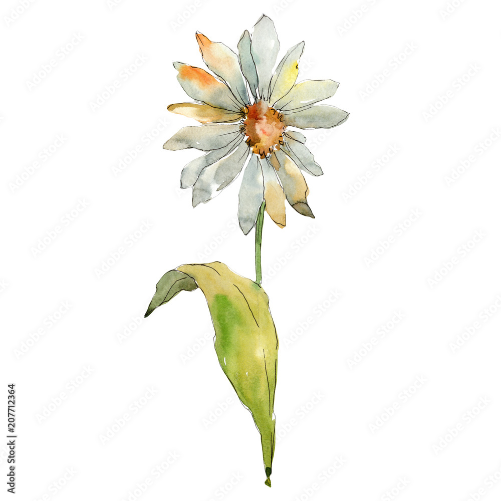 Fototapeta premium White daisy. Floral botanical flower. Wild spring leaf wildflower isolated. Aquarelle wildflower for background, texture, wrapper pattern, frame or border.