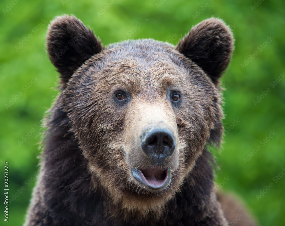 Brown bear (Ursus arctos) portrait in forest Brown bear (Ursus arctos) portrait in forest