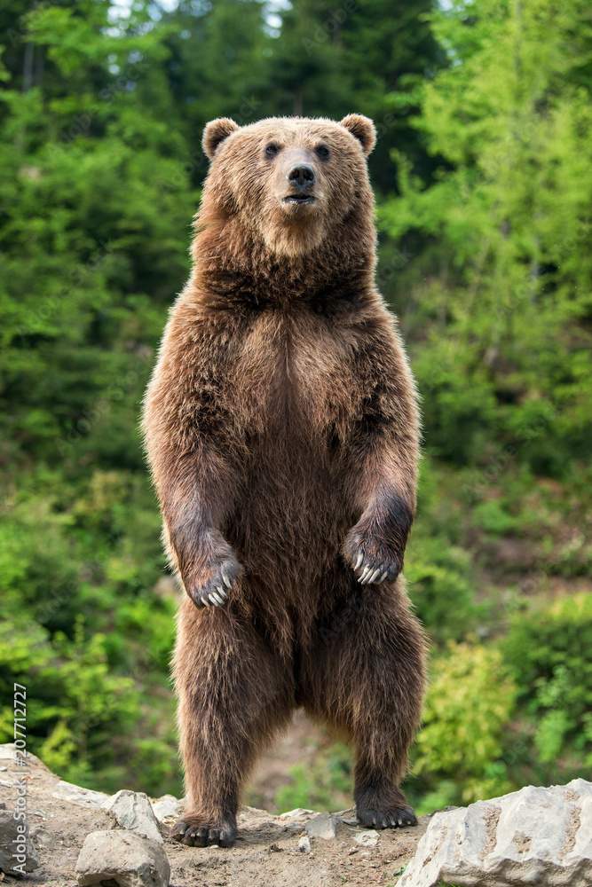 Obraz premium Duży niedźwiedź brunatny stojący na tylnych łapach