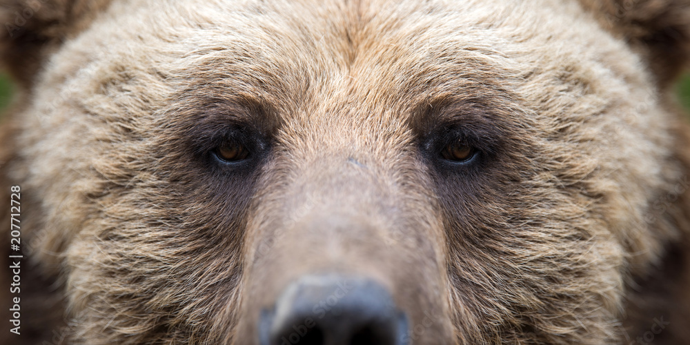 Fototapeta premium Closeup of the eye of a bear