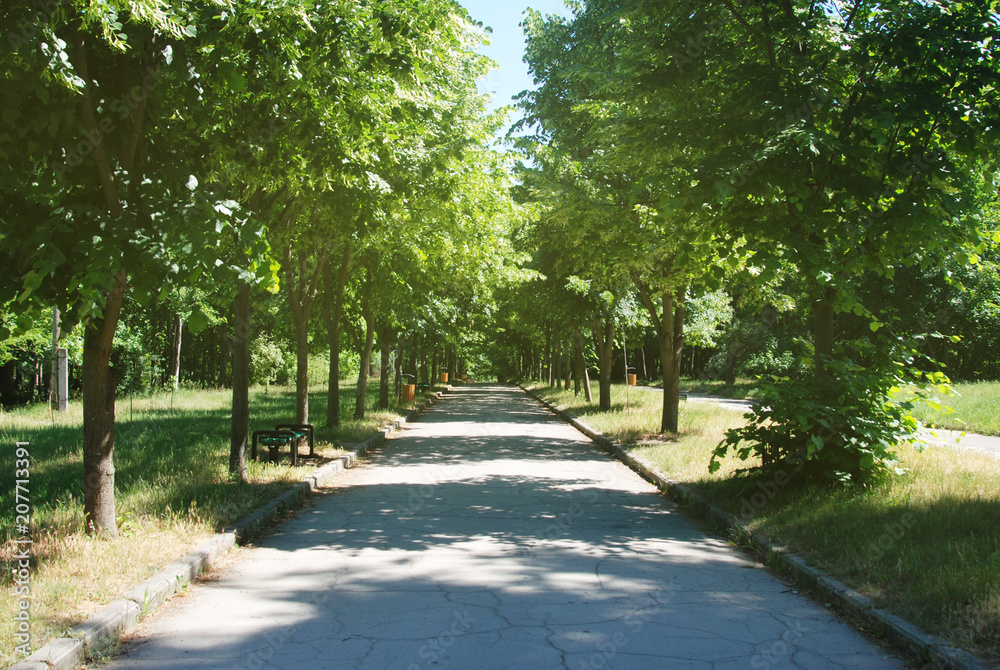 Summer Park Road Green Trees Walk Relax Healthy Sport Time
