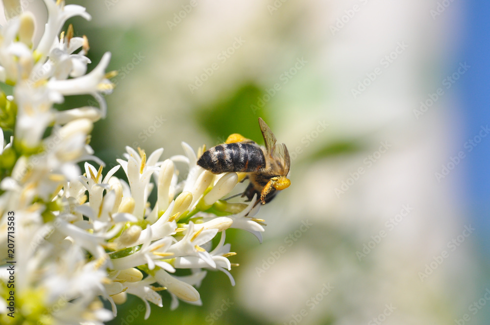 Honey bee collecting nectar on tree, Honey Bee pollinating in garden Honey bee collecting nectar on tree, Honey Bee pollinating in garden