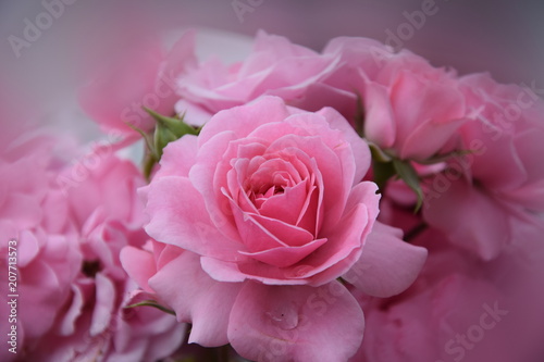 Pinke Rose an einem   ppigen Rosenbusch