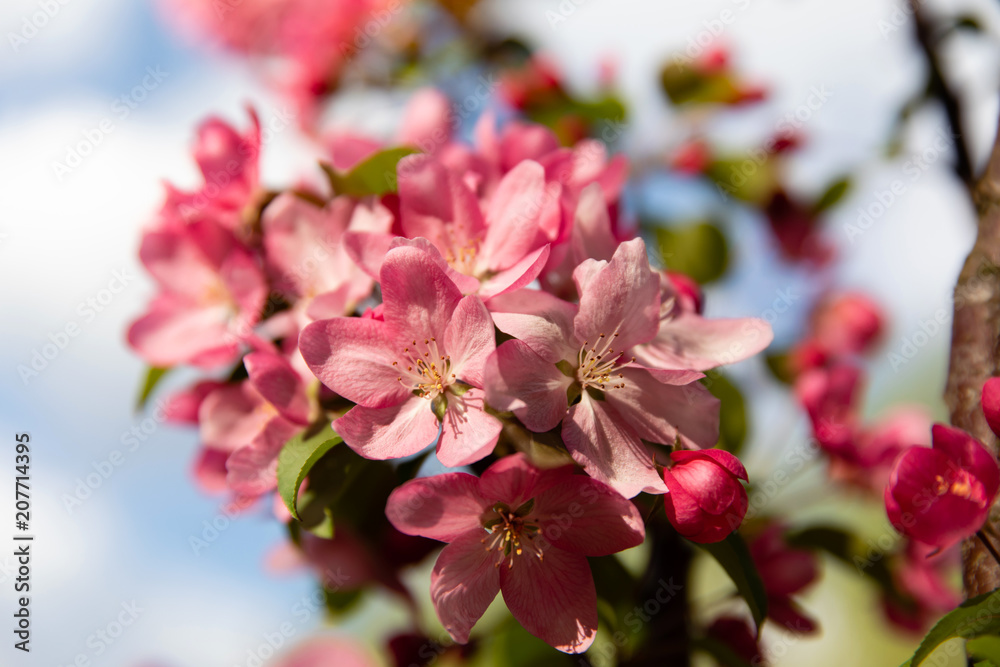 Spring blossom flowers on apple tree Spring blossom flowers on apple tree