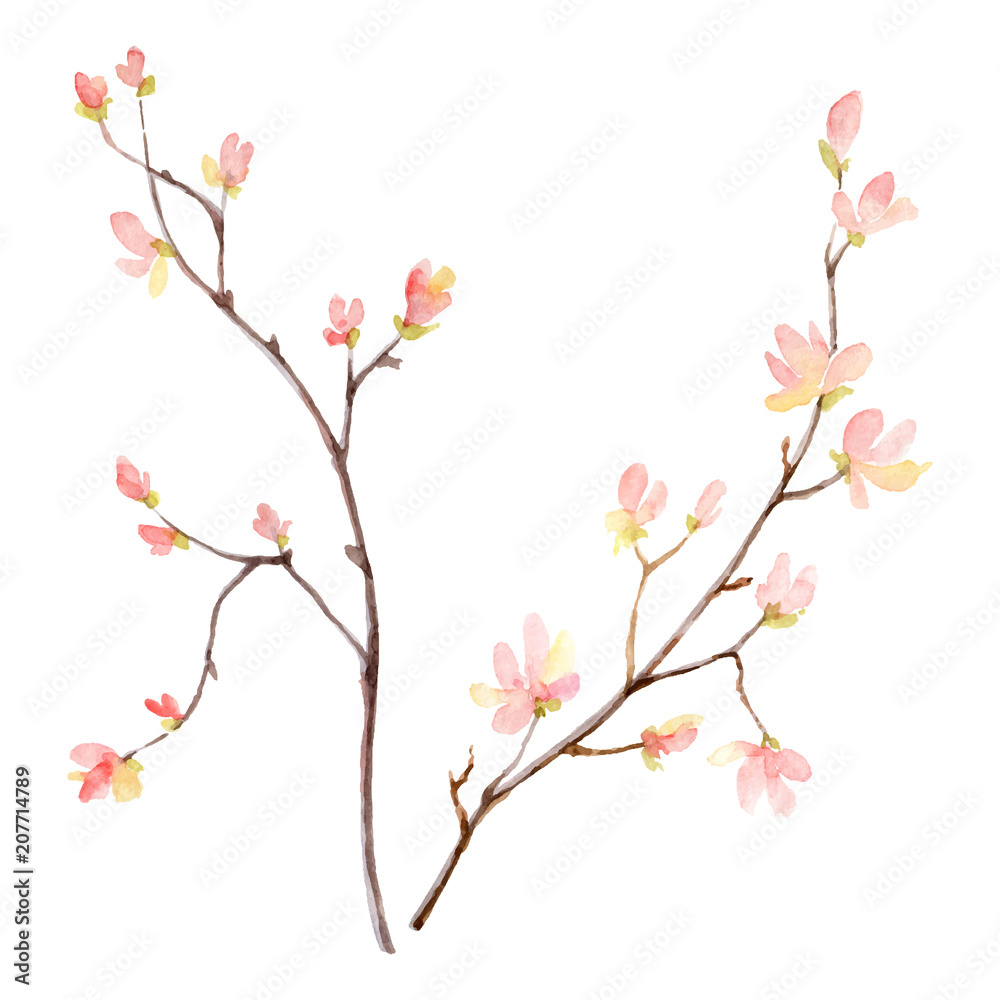 Watercolor vector hand painting illustration of branches and pink flowers.