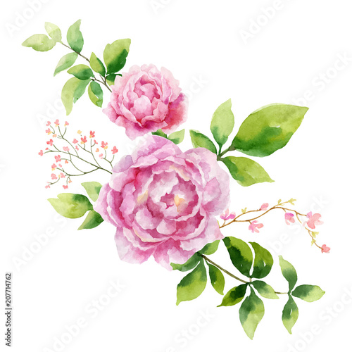 Watercolor vector hand painting illustration of peony flowers and green leaves.