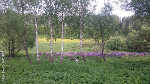 Field flowers. Purple. Bryansk district.  The Vast Russia  Sergey  Bryansk. 