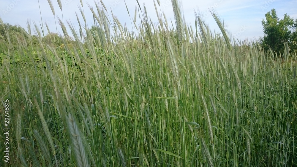 Rye. Field. Bryansk district. (The Vast Russia! Sergey, Bryansk.) Rye. Field. Bryansk district. (The Vast Russia! Sergey, Bryansk.)