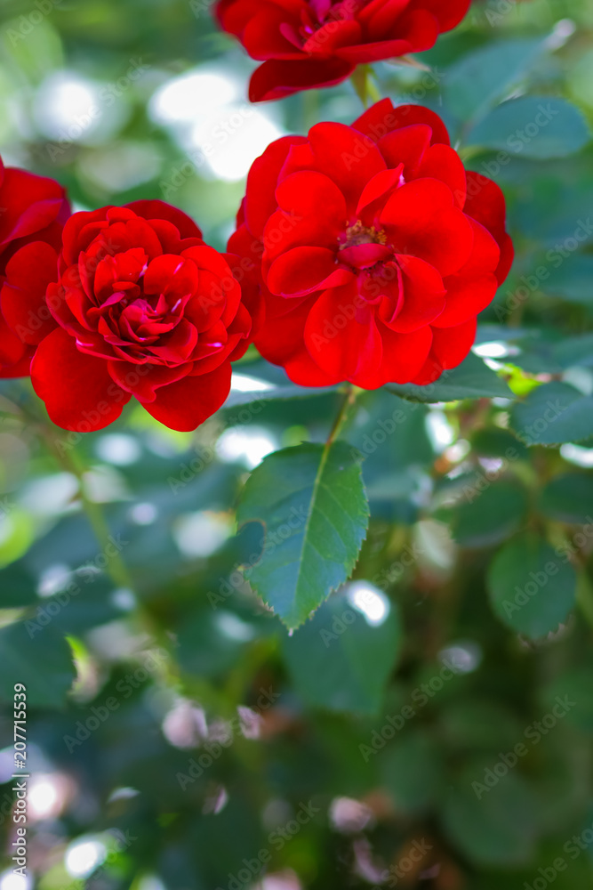 Red roses blooming in the garden, red roses on blurred background, flowers with copy space, a blank for a bouquet, spring garden