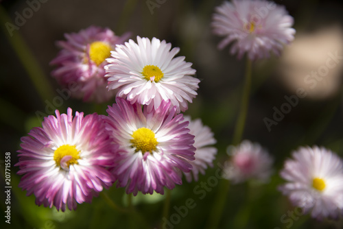 Camomiles in gloss of a ray of sunlight against a dark background