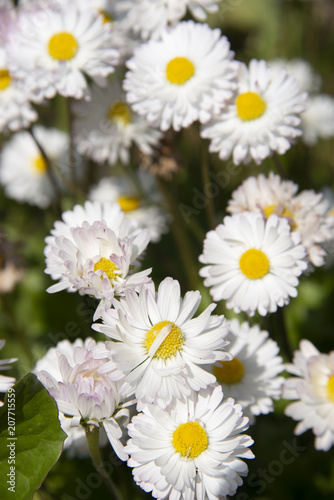 Camomiles on a dark green background