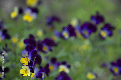 Violets on a dark green background