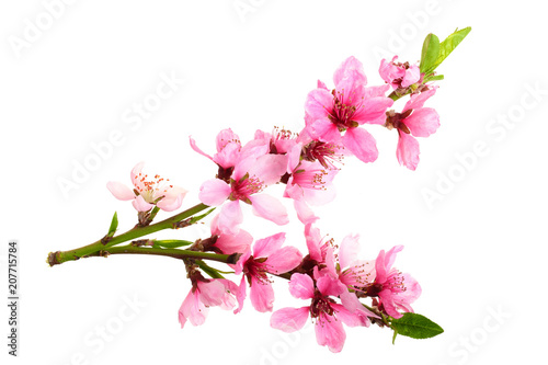 Cherry blossom  sakura flowers isolated on white background