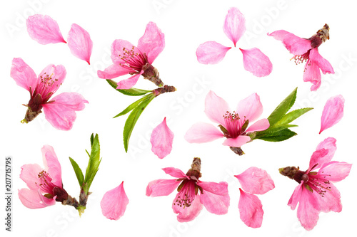 Cherry blossom  sakura flowers isolated on white background. Top view. Flat lay pattern
