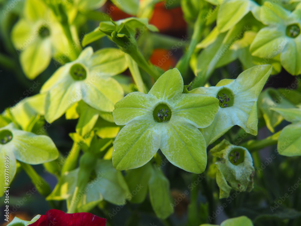 OLYMNicotiana alata - jasmine tobacco, sweet tobacco, winged tobacco OLYMNicotiana alata - jasmine tobacco, sweet tobacco, winged tobacco