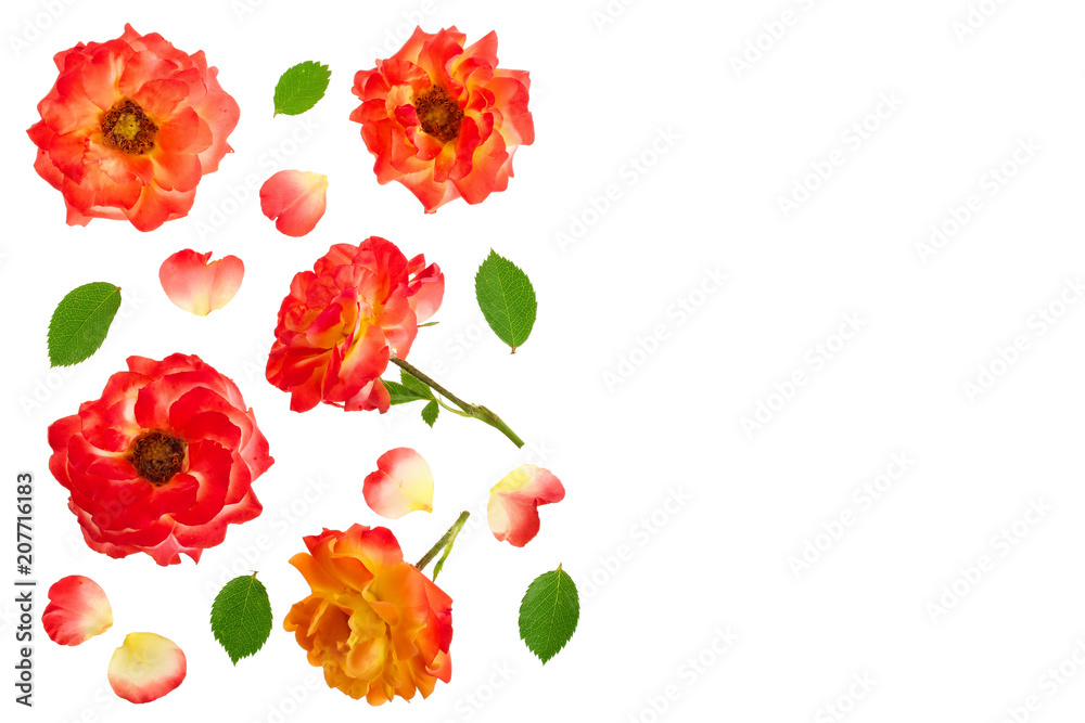 wild rose blooming flower isolated on a white background wild rose blooming flower isolated on a white background