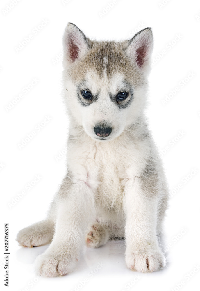 puppy siberian husky