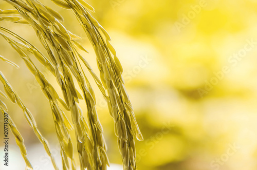 Paddy rice and rice seed in the farm, Organic rice field and agriculture.