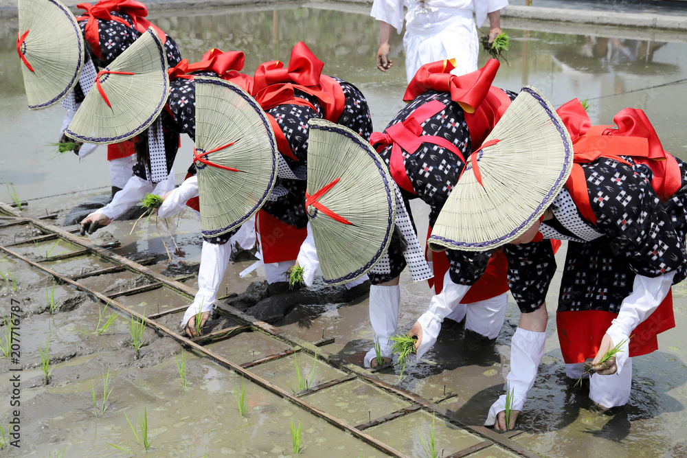 田植え　お田植え祭り　早乙女