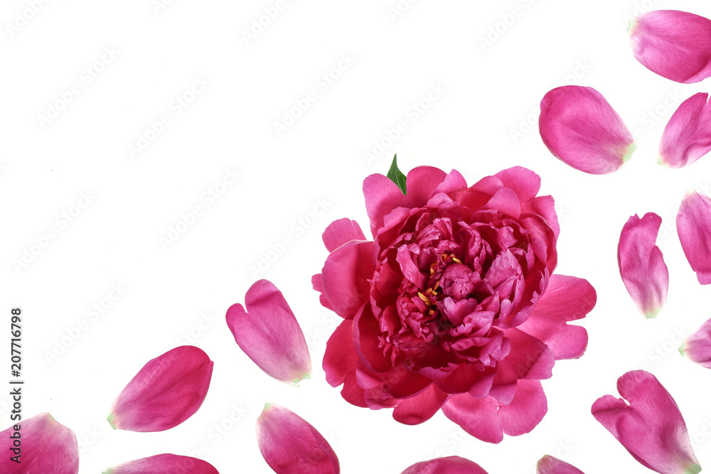 pink peony flower isolated on white background with copy space for your text. Top view. Flat lay pattern pink peony flower isolated on white background with copy space for your text. Top view. Flat lay pattern